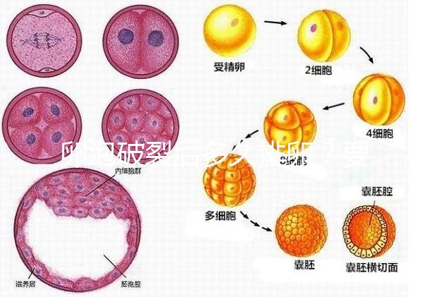 卵泡破裂后多久排卵？要想受孕更容易，這個(gè)時(shí)間別錯(cuò)過！