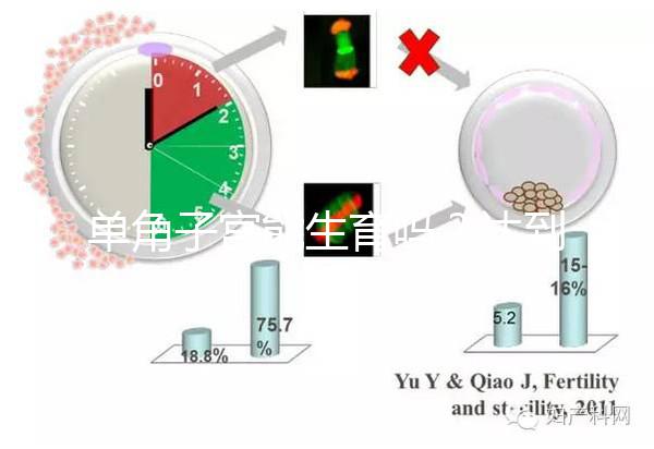 單角子宮能生育嗎？達到這4個條件即可懷孕生孩子