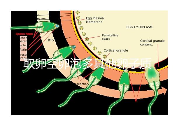 取卵空卵泡多其他卵子質(zhì)量好不好說,多方面衡量準(zhǔn)確