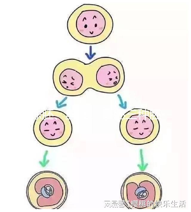 凍胚、鮮胚、囊胚三種胚胎移植方式如何選？身體會給你答案