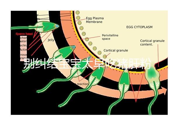 別糾結(jié)寶寶太早吃豬肝粉好不好了，先看可不可以吃最重要