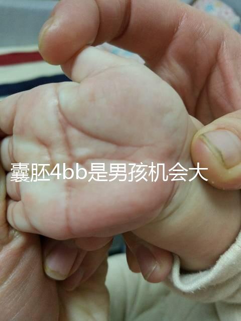 囊胚4bb是男孩機會大嗎？生男生女概率都只有50%
