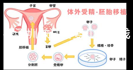 在深圳做試管嬰兒多少錢一次？各大醫院成功率及費用看這里