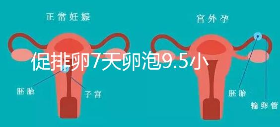 促排卵7天卵泡9.5小不難說,短方案至少長到這個(gè)數(shù)字