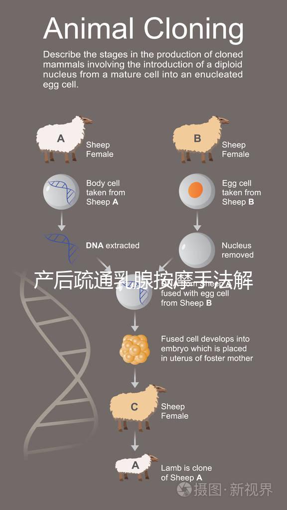 產后疏通乳腺按摩手法解密，不用吸奶器輕松搞定堵奶、奶結