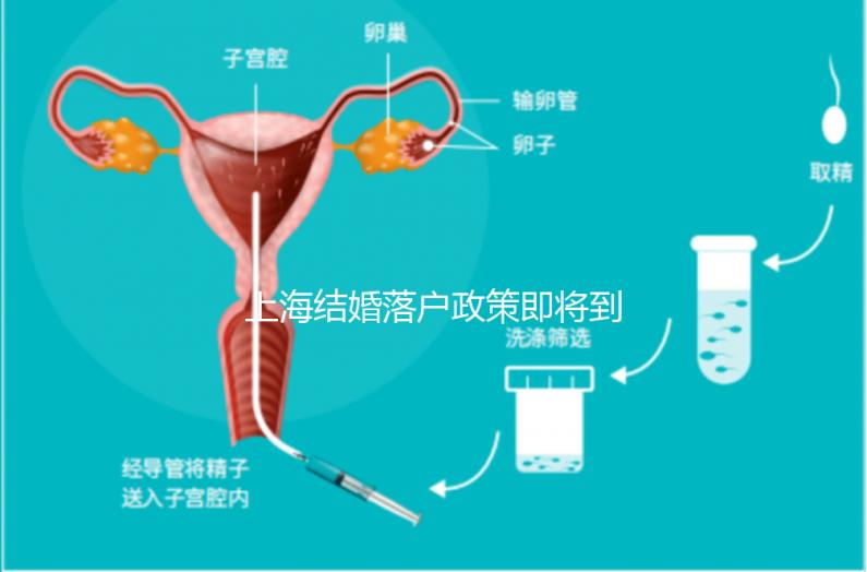 上海結婚落戶政策即將到來，包括2024年黃浦區詳細的戶籍流程