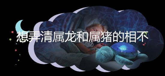 想弄清屬龍和屬豬的相不相配速覽，合得來不都幫你總結(jié)了