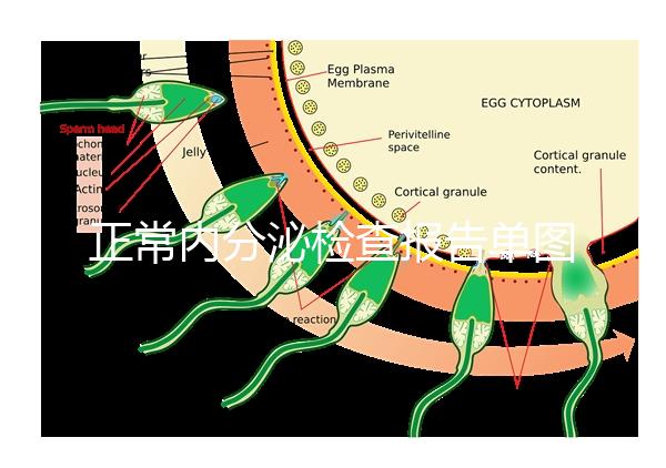 正常內(nèi)分泌檢查報(bào)告單圖片大全,一分鐘弄懂檢測(cè)結(jié)果怎么看