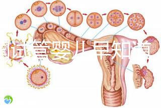 泰國試管嬰兒早知道，威它尼醫院Vejthani圖文攻略