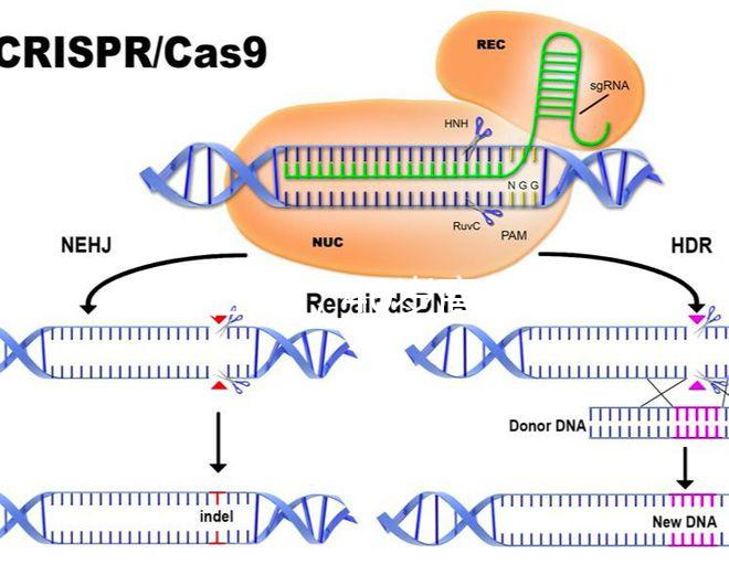 家在江蘇，40歲高齡哪里做試管嬰兒能夠一次成功？