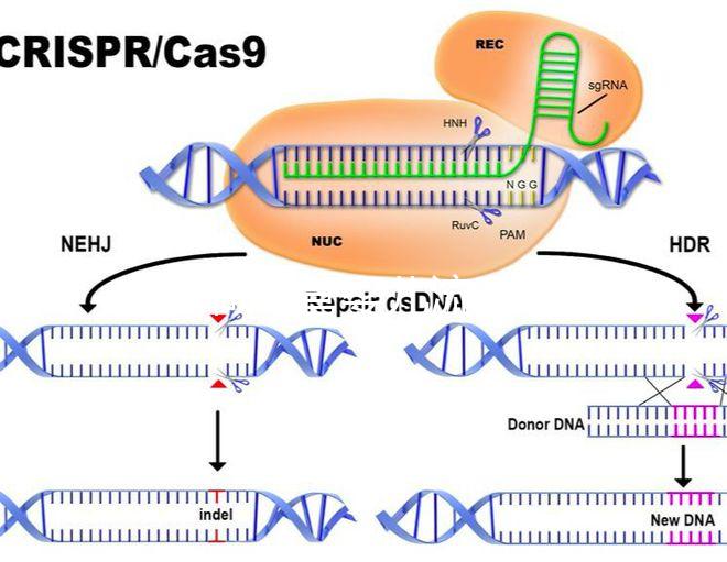 如何做試管嬰兒流程 好孕幫（做試管嬰兒怎么做？）