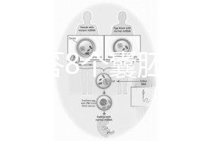 如何回答8個囊胚的三代篩查淘汰率？剩下幾篇文章可以說清楚