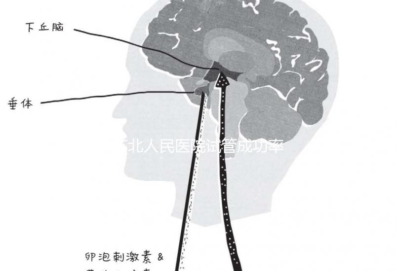 蘇北人民醫院試管成功率首次公開！3大案例分享助孕體驗