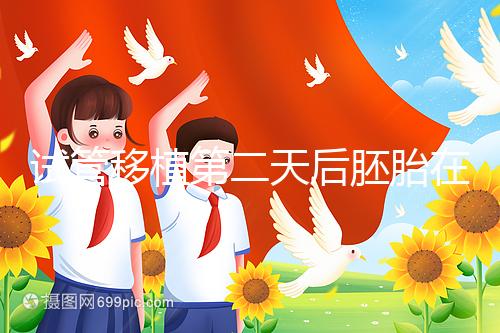 試管移植第二天后胚胎在干嘛！子宮內游走居無定所