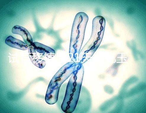 試管移植后21天能吃玉米嗎？孕婦多吃能減少便秘？