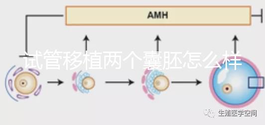 試管移植兩個囊胚怎么樣？成功率高嗎？