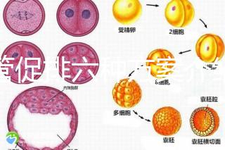試管促排六種方案介紹，超詳細??！