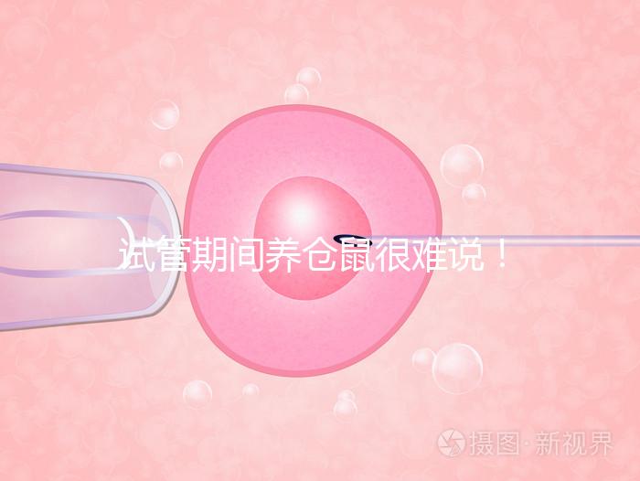 試管期間養(yǎng)倉鼠很難說！先了解對(duì)胎兒的影響再?zèng)Q定！