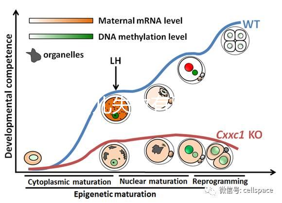 試管嬰兒失敗有黑幕？泰國(guó)杰特寧醫(yī)院騙局是謠言還是欺騙？